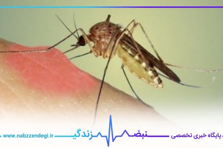 پشه مالاریا در خال نیش زدن