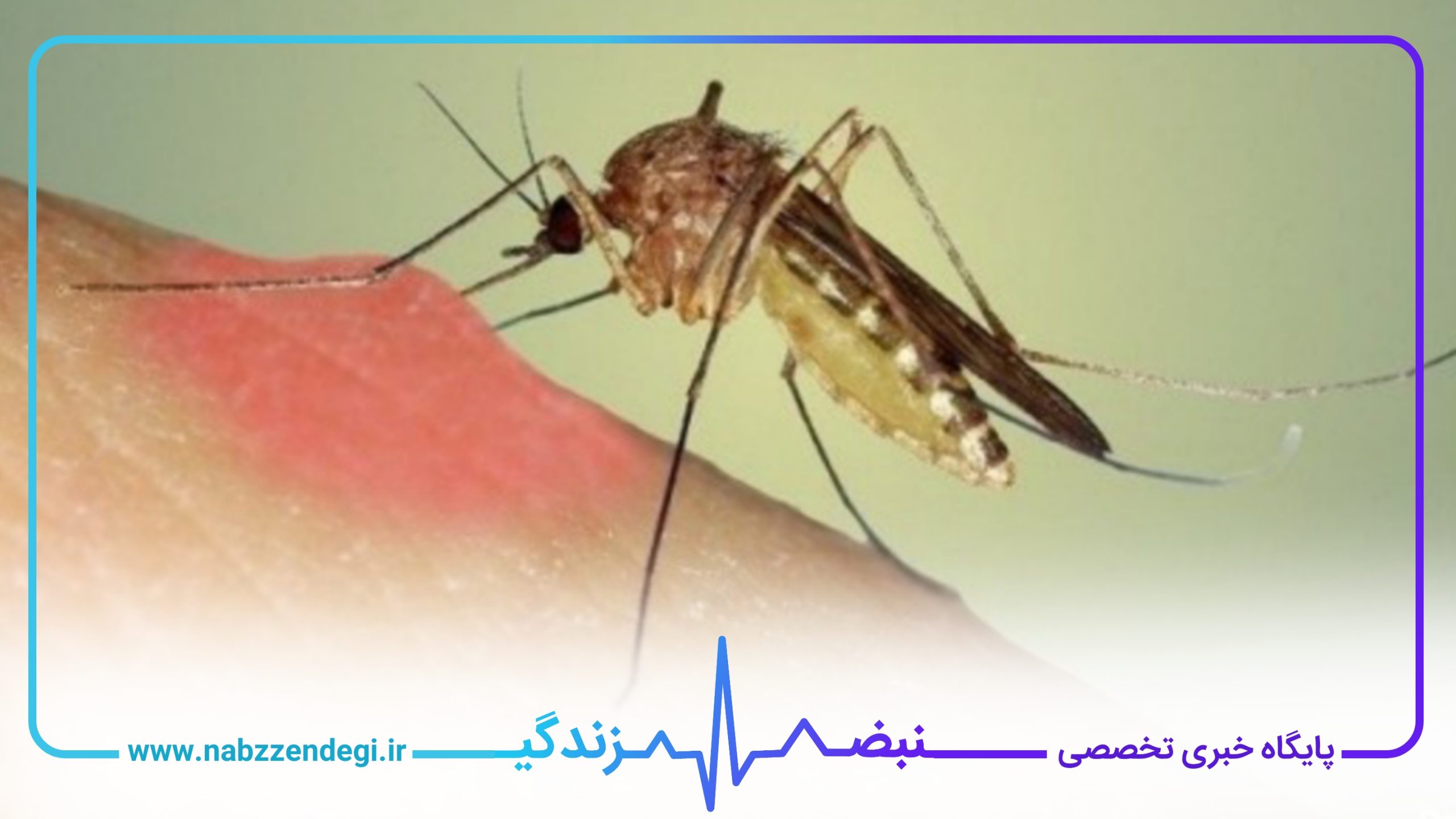پشه مالاریا در خال نیش زدن