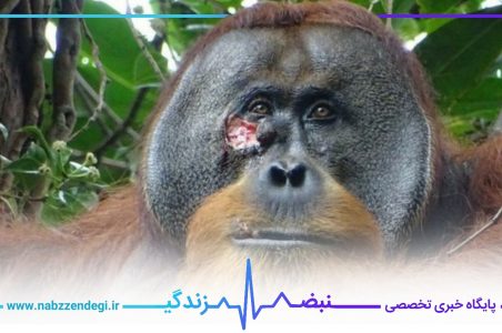 یک اورانگوتان که در ناحیه گونه دچار زخم شده است