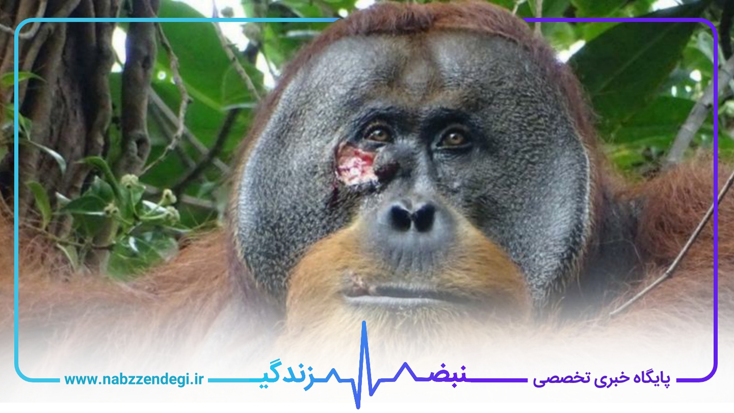 یک اورانگوتان که در ناحیه گونه دچار زخم شده است