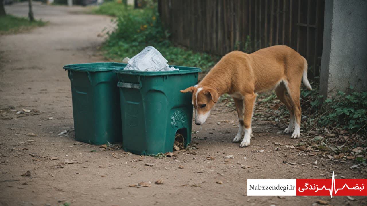 تغذیه سگ پلگرد از زباله شهری