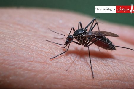 آلوده شدن انسان توسط پشه آئدس