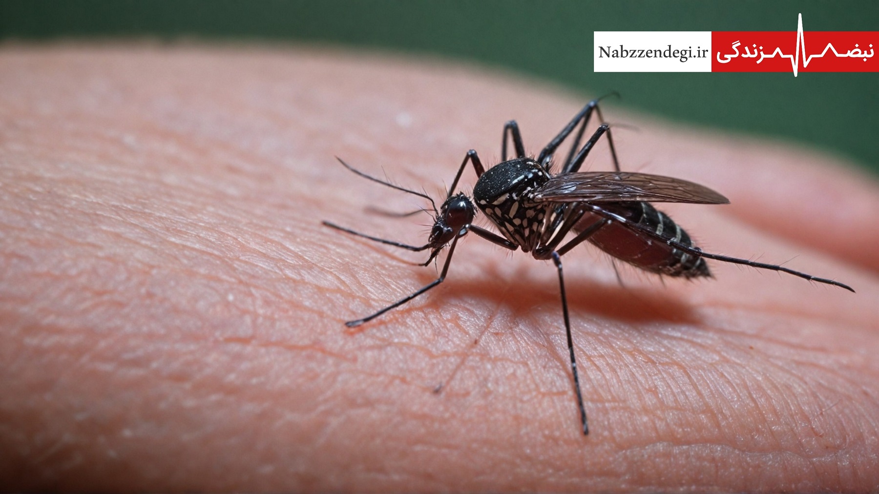 آلوده شدن انسان توسط پشه آئدس